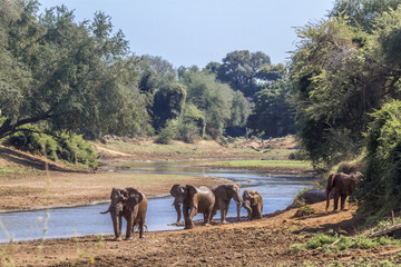 Naklejka na ściany i meble African bush elephant in Kruger National park, South Africa ; Specie Loxodonta africana family of Elephantidae