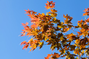 Red maple leaves on blue sky background