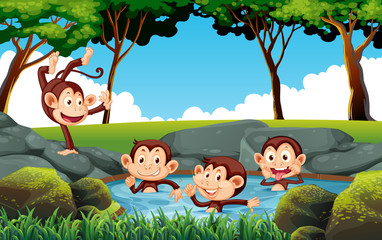 Mokey playing in water