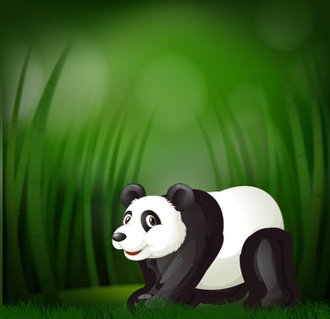 A panda on green blur background