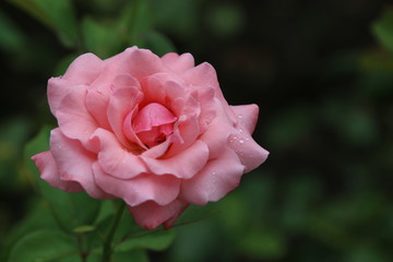 Wet rose