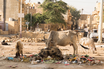 Indien straßenbild