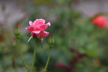 Small rose