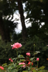Tiny rose