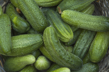 Vegetarian food, harvest, juicy vegetables, cucumbers  in a rustic  basket in wood table 