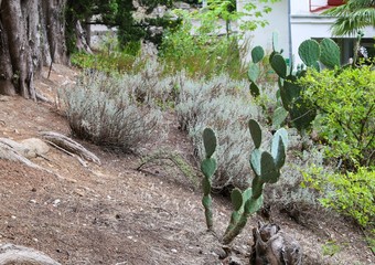 Cactuses