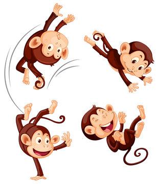 A set of monkey on white background
