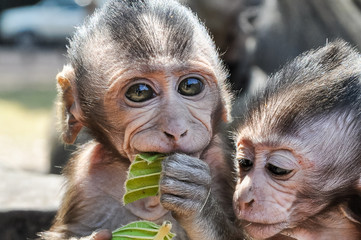 Affenbaby in Angkor in Siem Reap, Kambodscha