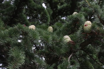 Cedars cones