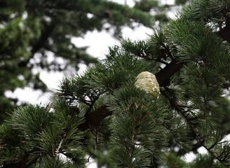 Cedars cone
