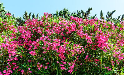 Oleander Rosenlorbeer Pflanze