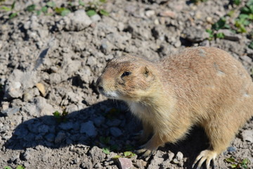 Cute and lovely Prarie Dog