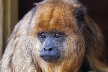 Singe hurleur noir femelle en gros plan