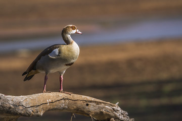 Egyptian Goose in Kruger National park, South Africa ; Specie Alopochen aegyptiaca family of Anatidae