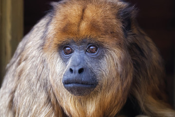 Singe hurleur noir femelle en gros plan