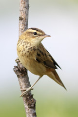 Acrocephalus schoenobaenus. Sedge Warbler is watching closely