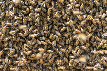 unity and solidarity of the bees, the beginning of the spring season