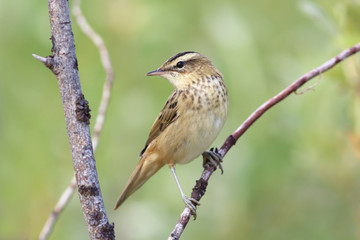 Acrocephalus schoenobaenus. Sedge Warbler sitting on a birch branch