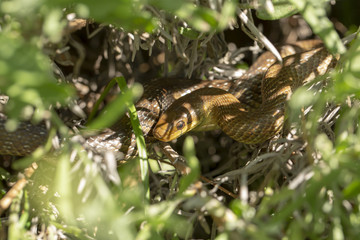 Äskulapnatter im Gartenlavendel