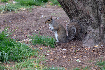 Obraz premium Sqirrel at Battery Park New York