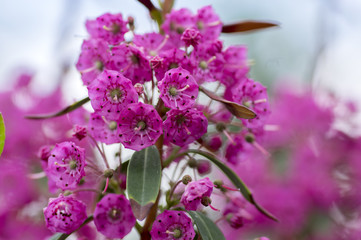 Obraz na płótnie Canvas Kalmia angustifolia rubra evergreen shrub, purple flowering beautiful plant