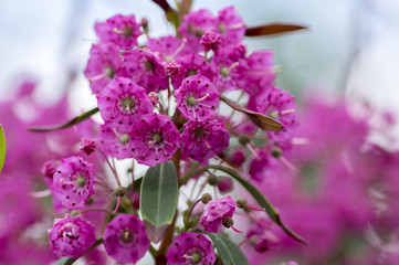 Kalmia angustifolia rubra evergreen shrub, purple flowering beautiful plant