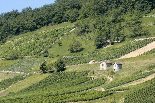 Houses in Cerdon vineyard in France