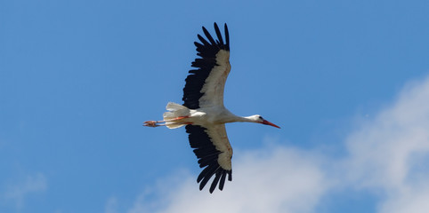 Cigogne en vol