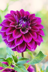 Dahlia flower. Close up view Purple fresh and beautiful Dahlia flower on green background  at the gard