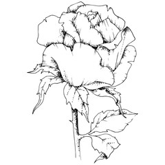 Rose flower in a vector style isolated. Full name of the plant: rose. Vector flower for background, texture, wrapper pattern, frame or border.