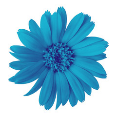 flower cerulean calendula, isolated on a white  background. Close-up. Element of design.