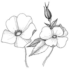 Fototapeta premium Wild rose in a vector style isolated. Full name of the plant: rose. Vector flower for background, texture, wrapper pattern, frame or border.