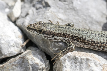 Portrait of a Common Wall Lizard (Podarcis muralis)