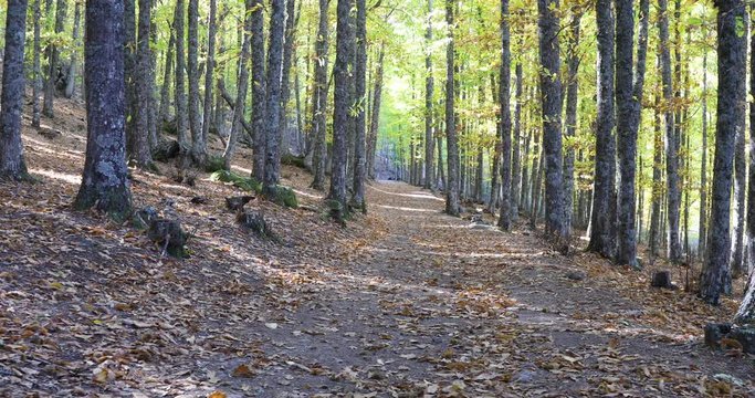 4k video. shot moving in footpath with autumn leaves golden brown and yellow color in forest of chestnut trees known as Castanar of Tiemblo, Iruelas, Avila, Castile, Spain
