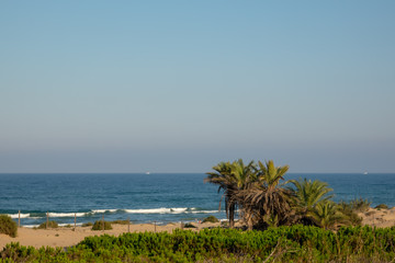 Fototapeta na wymiar Long sandy beach, bushes, palm trees and blue sky