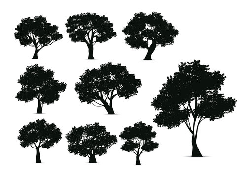 Silhouette tree illustration on a white background