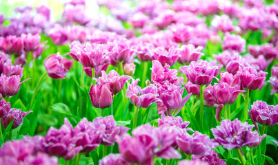 Beautiful bouquet of tulips in the garden ,nature background.