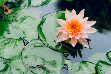 A beautiful lotus flower is complimented by the rich colors of the deep blue water surface.Nature...