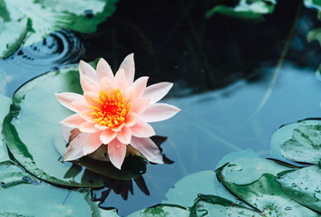 A beautiful lotus flower is complimented by the rich colors of the deep blue water surface.Nature...