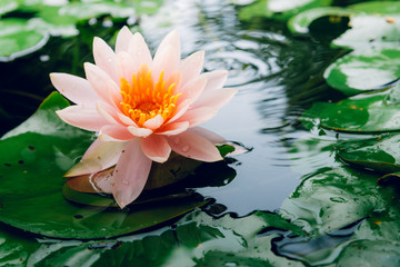 A beautiful lotus flower is complimented by the rich colors of the deep blue water surface.Nature...