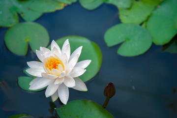 Lotus flower in pond.