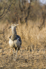 Kori bustard in Kruger National park, South Africa ; Specie Ardeotis kori family of Otididae