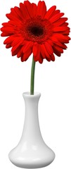 Red Gerbera Daisy in a Vase