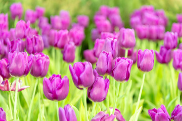 Beautiful bouquet of tulips in the garden ,nature background.