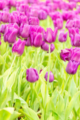 Fototapeta premium Beautiful bouquet of tulips in the garden ,nature background.