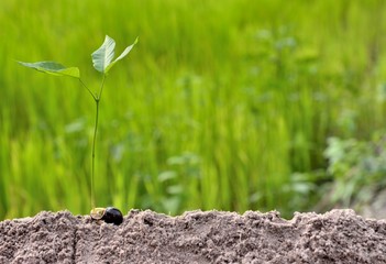 young plant growing in nature	