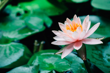 A beautiful lotus flower is complimented by the rich colors of the deep blue water surface.Nature...