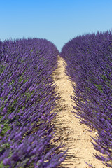 Obraz premium Lavender field in Provence France