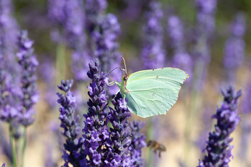 Lavender field in Provence France. Close up of Cleopatra butterfly.