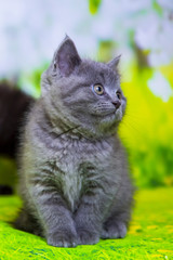 Obraz premium Kittens Scottish black and blue